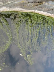 Fadenalgen kann man im Sommer gut in Gartenteichen "ernten"