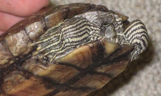 Krallen einer männlichen Höckerschildkröte
