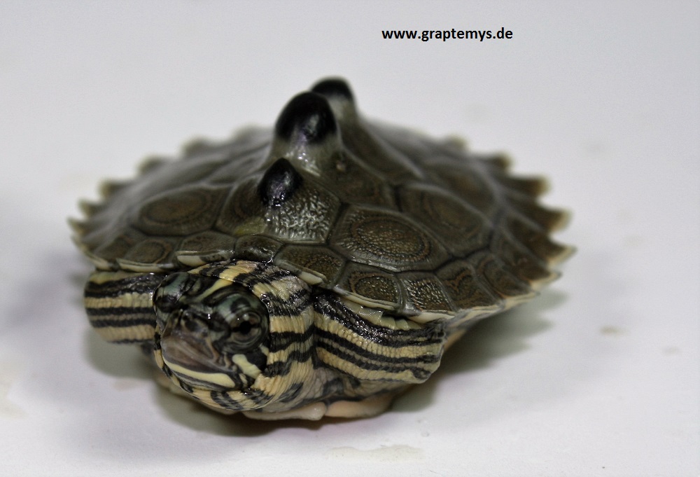 frisch geschlüpfte Schwarzknopf-Höckerschildkröte