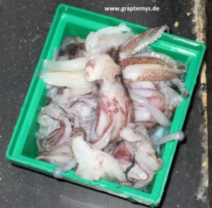 Aufgetauter Tintenfisch zur Fütterung von Höckerschildkröten