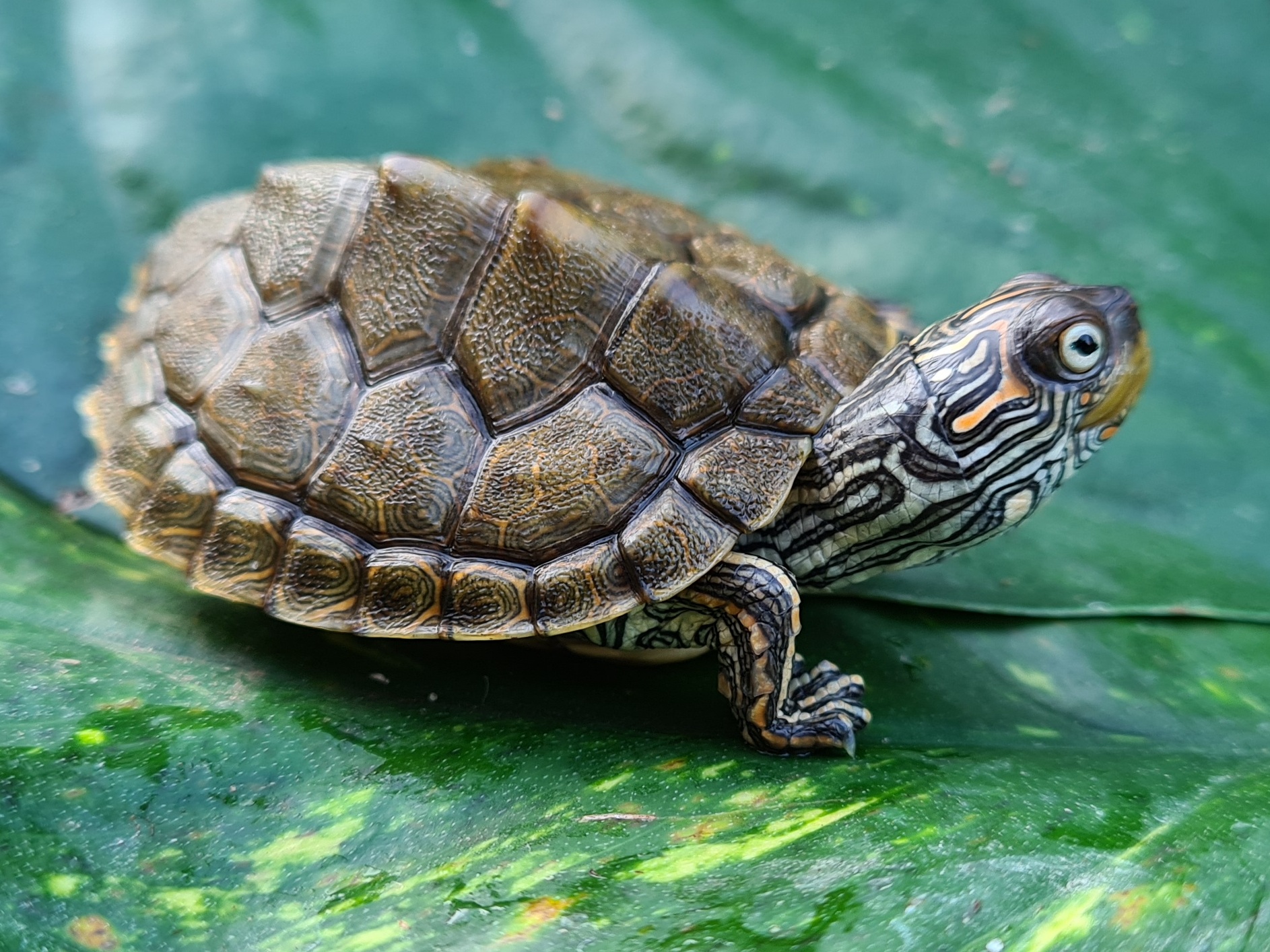 TexasHöckerschildkröte, Graptemys versa Höckerschildkröten