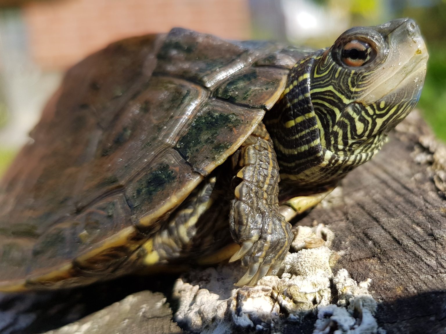 Gewöhnliche oder Echte LandkartenHöckerschildkröte, Graptemys