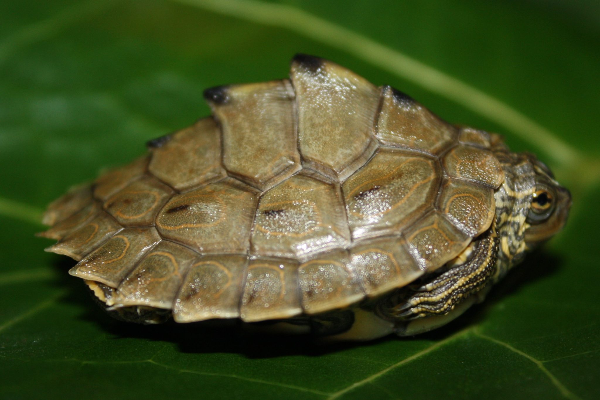Barbours Höckerschildkröte, Graptemys barbouri Höckerschildkröten
